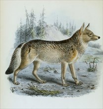 American wolf