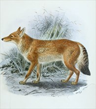 Abyssinian wolf