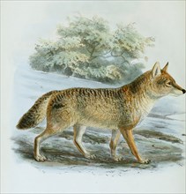 Indian jackal