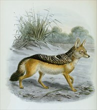 black-backed jackal