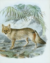 pampas fox