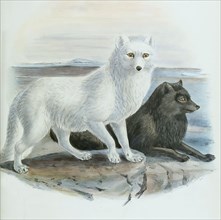 polar fox