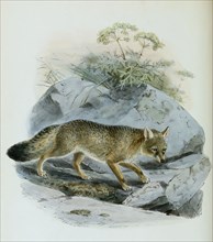 steppe fox