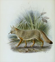 bengal fox