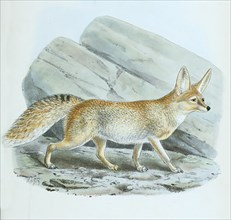 Rueppel fox or sand fox