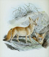 Fennec or desert fox