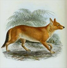 redhound