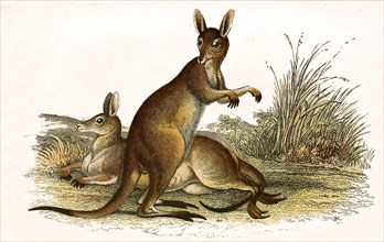 Eastern gray kangaroo