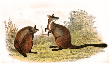Brush-tailed rock kangaroo