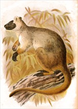 Bennett tree kangaroo