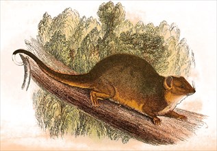 Western Ring-tailed Bandicoot