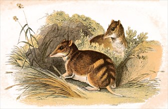 Tasmanian long-nosed marsupial