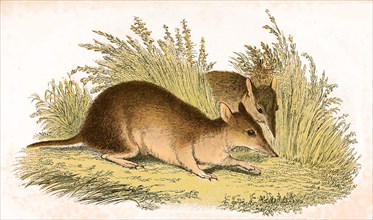Large long-nosed marsupials