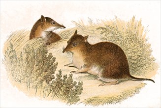 Isoodon obesulus / short-nosed bandicoot