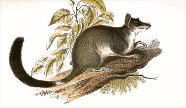 Double-crested marsupial or kowari