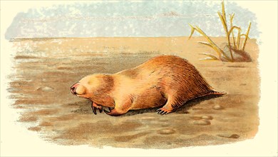 Large marsupial mole (Notoryctes typhlops / Marsupial mole