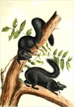Black squirrels are a melanistic subgroup of squirrels with black fur coloring