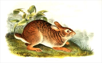 swamp rabbit