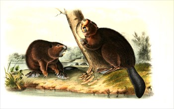 Canadian Beavers or American Beavers