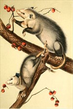 Northern or Virginia opossum
