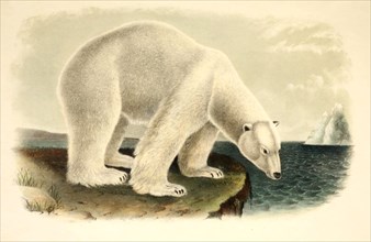 Polar bear Ursus maritimus