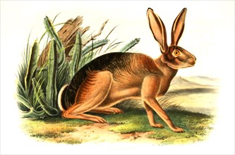 donkey rabbit