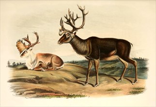 reindeer or reindeer