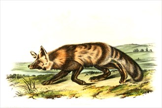 jackall fox