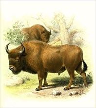 Wisent or European bison