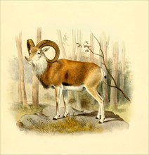 Urial or steppe sheep