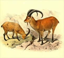 West Caucasian Ibex or Kuban Tur