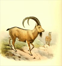Siberian or Asiatic Ibex
