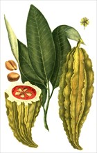 fruit of the cocoa tree