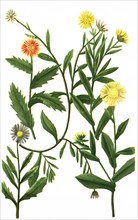 different species of the plant genus Marigolds
