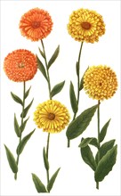 different species of the plant genus Marigolds