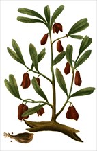 Cardamomum majus