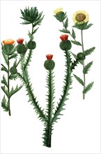 Carduus acanthium