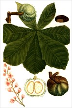 Common horse chestnut