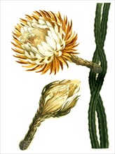 Selenicereus grandiflorus is a species of plant in the genus Selenicereus in the cactus family