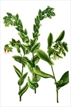 Cerinthe maculata