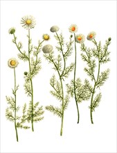 different types of chamomile