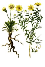 Chrysanthemum osteospermon