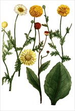Chrysanthemum matricariae