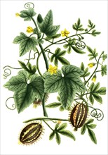 Cucumis americanus and vulgaris