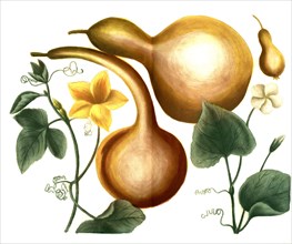 Gourds and bottle gourd