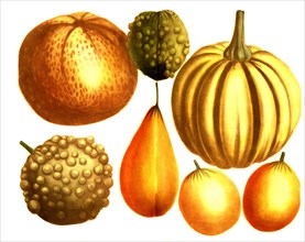 different pumpkins