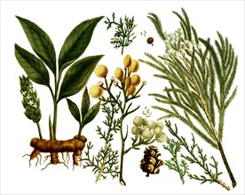 various plants of the cypress family