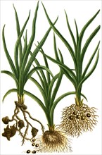 different species of the plant genus Zypergrass