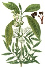 Ebulus sambucus humulis