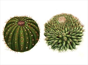 Echinomelocactus major